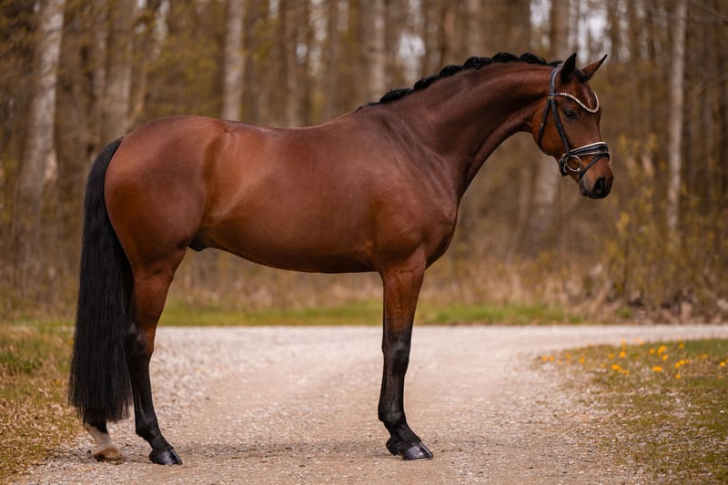 Angelina-DeVittorio-Verkaufspferd-FynchCookie-3