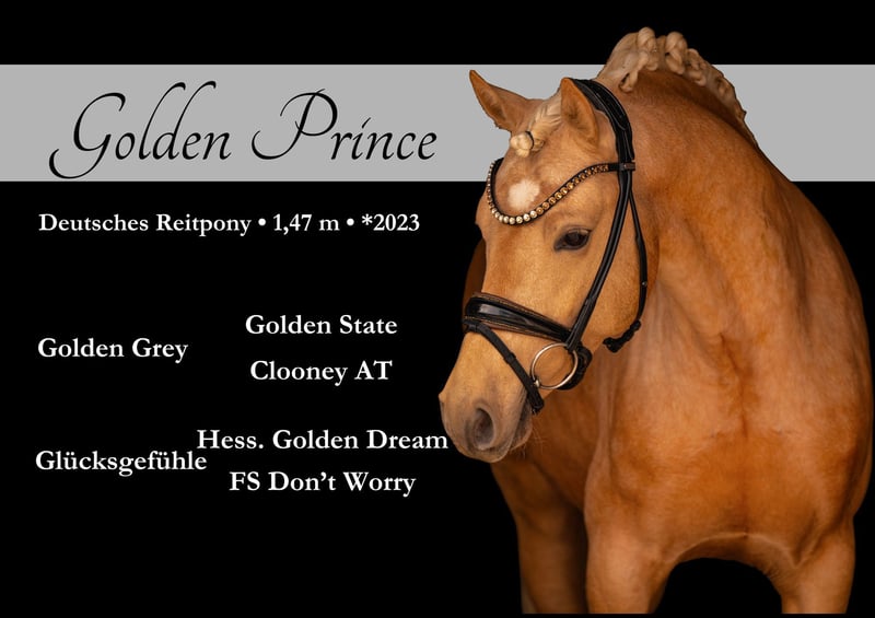 Angelina-DeVittorio-Verkaufspferd-Golden-Prince-1