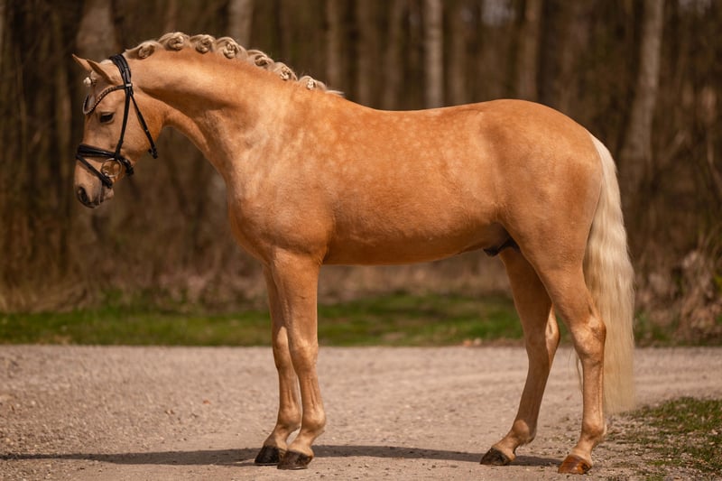 Angelina-DeVittorio-Verkaufspferd-Golden-Prince-2