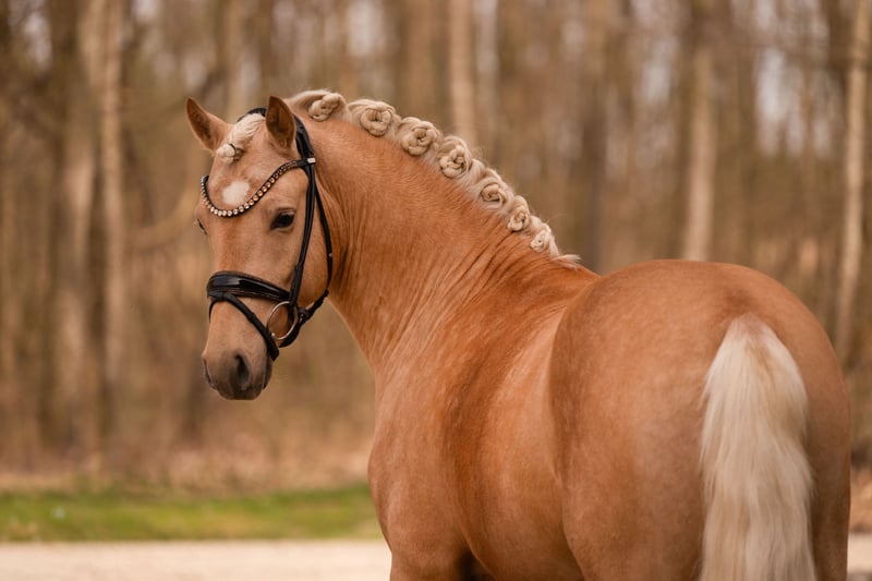 Angelina-DeVittorio-Verkaufspferd-Golden-Prince-4