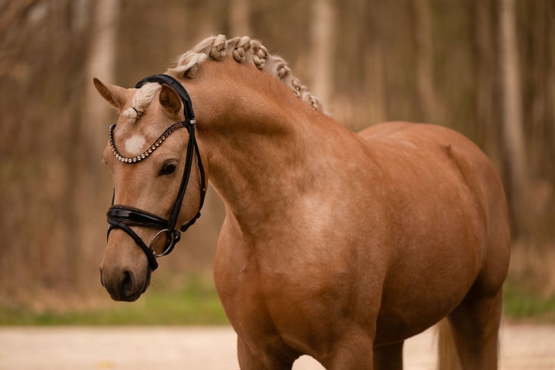 Angelina-DeVittorio-Verkaufspferd-Golden-Prince-6