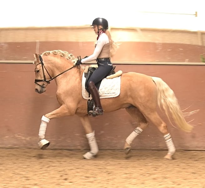 Angelina-DeVittorio-Verkaufspferd-Golden-Prince-7