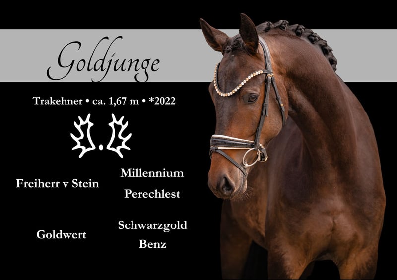 Wunderschönes Ausbildungspferd Mit super Charakter