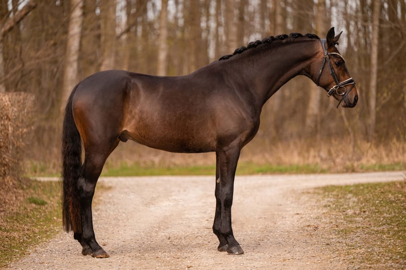 Angelina-DeVittorio-Verkaufspferd-Goldjunge-2