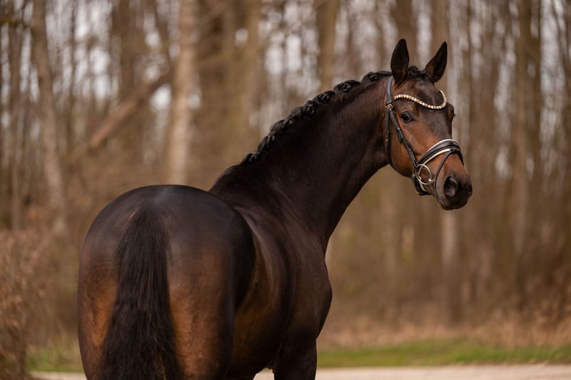 Angelina-DeVittorio-Verkaufspferd-Goldjunge-3