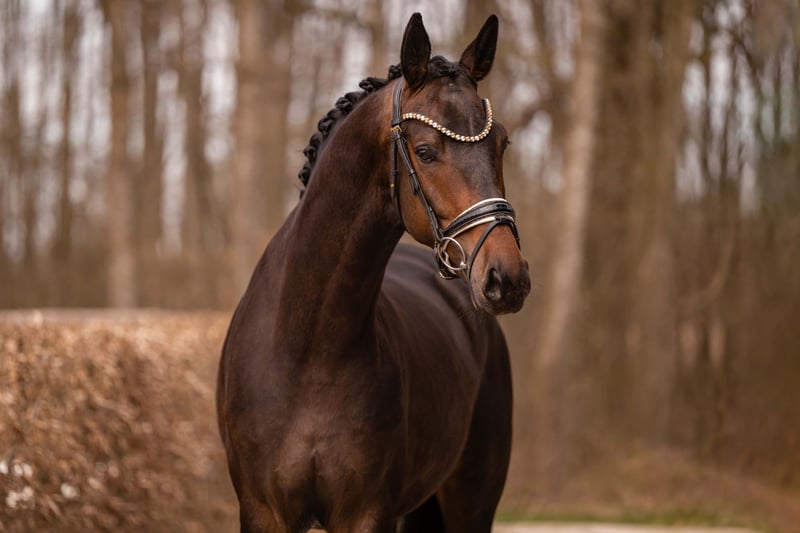 Angelina-DeVittorio-Verkaufspferd-Goldjunge-4