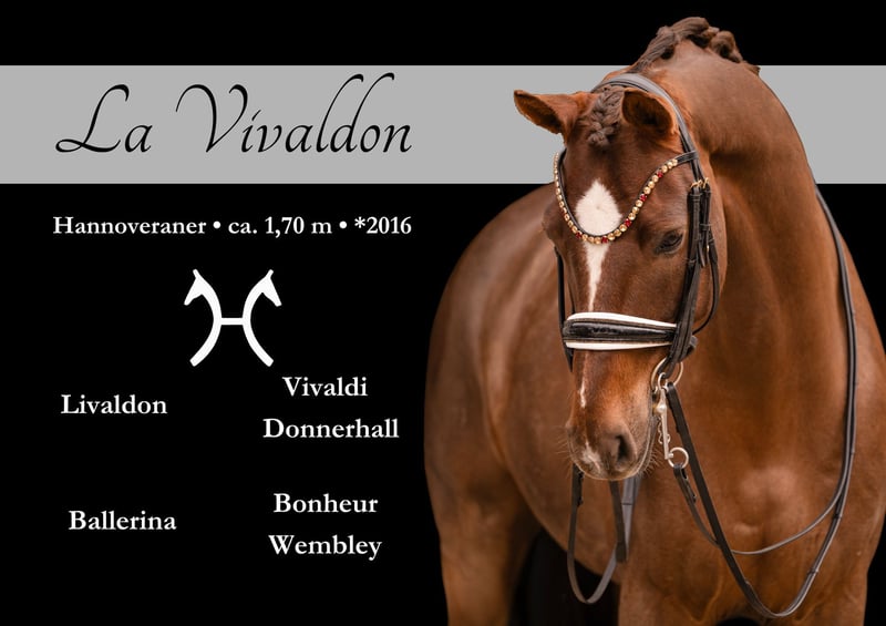 Angelina-DeVittorio-Verkaufspferd-LaVivaldon-1