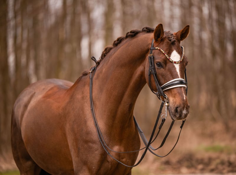 Angelina-DeVittorio-Verkaufspferd-LaVivaldon-2