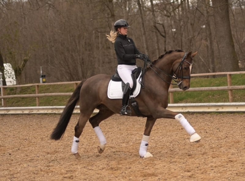 Angelina-DeVittorio-Verkaufspferd-LaVivaldon-4