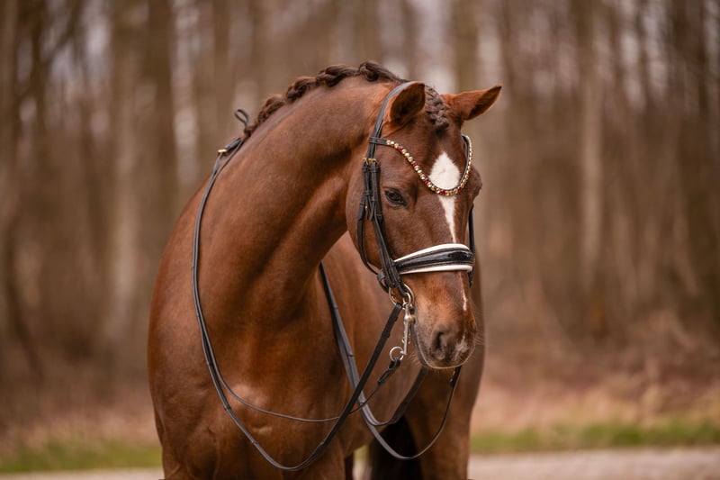 Angelina-DeVittorio-Verkaufspferd-LaVivaldon-5