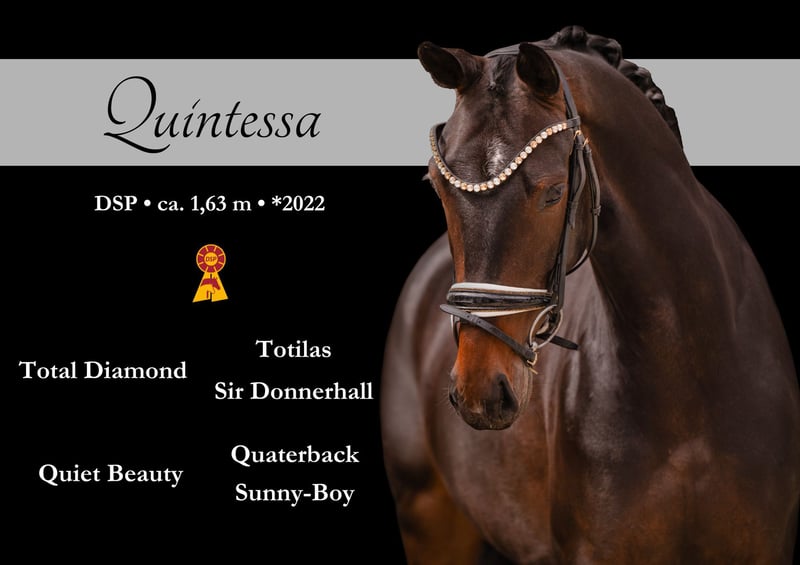 Angelina-DeVittorio-Verkaufspferd-Quintessa-1