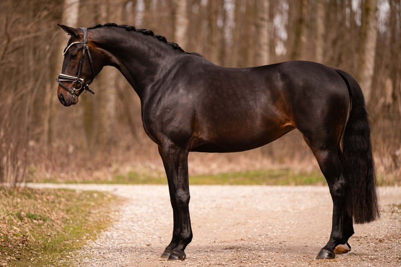 Angelina-DeVittorio-Verkaufspferd-Quintessa-2