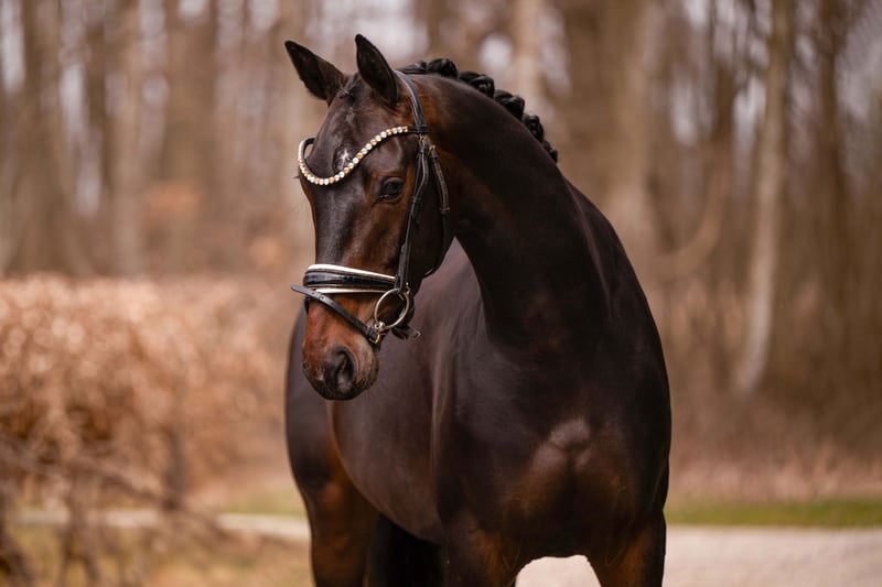 Angelina-DeVittorio-Verkaufspferd-Quintessa-4