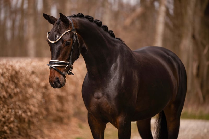 Angelina-DeVittorio-Verkaufspferd-Quintessa-5