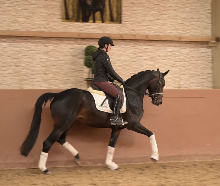 Angelina-DeVittorio-Verkaufspferd-Quintessa-6