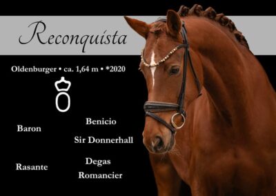 Qualitätsvolle turniererfolgreiche Dunkelfuchsstute