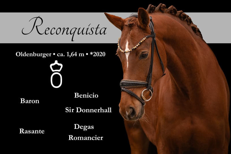 Angelina-DeVittorio-Verkaufspferd-Reconquista-1