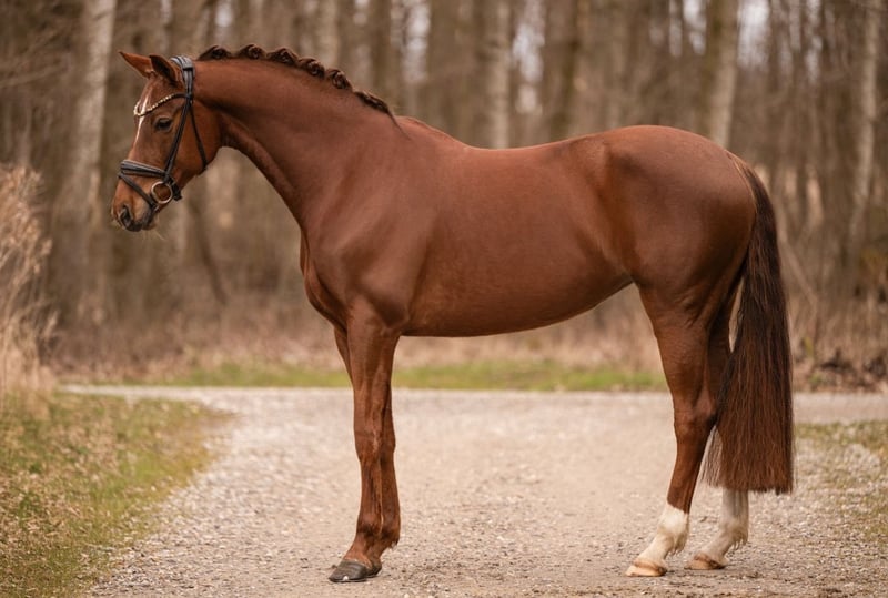 Angelina-DeVittorio-Verkaufspferd-Reconquista-4