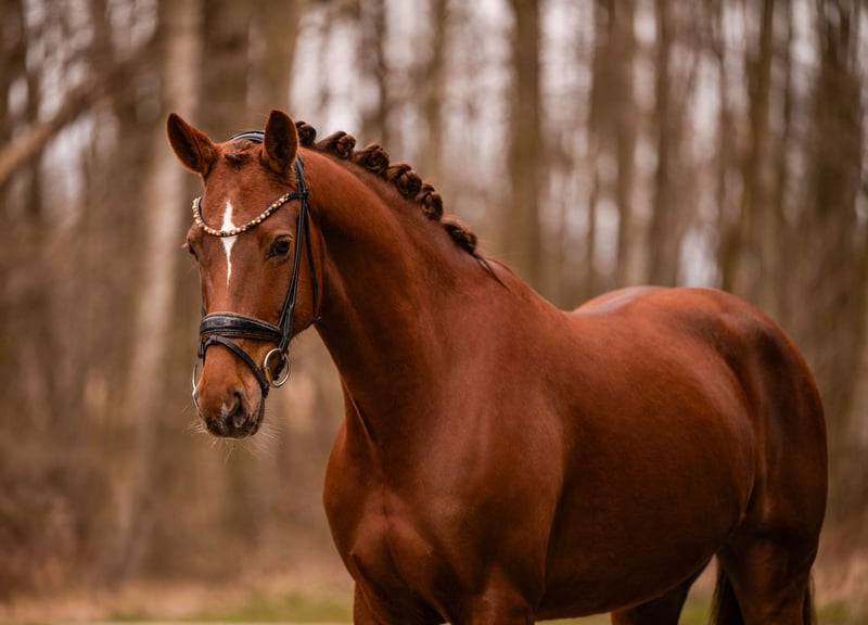 Angelina-DeVittorio-Verkaufspferd-Reconquista-5