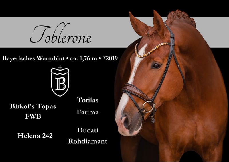 Angelina-DeVittorio-Verkaufspferd-Toblerone-1