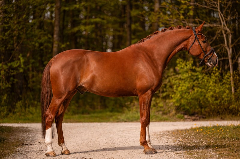 Angelina-DeVittorio-Verkaufspferd-Toblerone-3