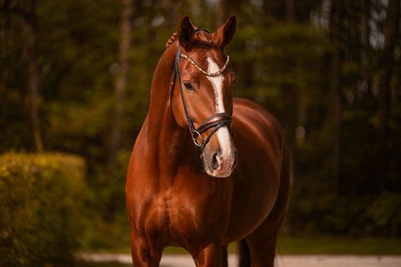 Angelina-DeVittorio-Verkaufspferd-Toblerone-4