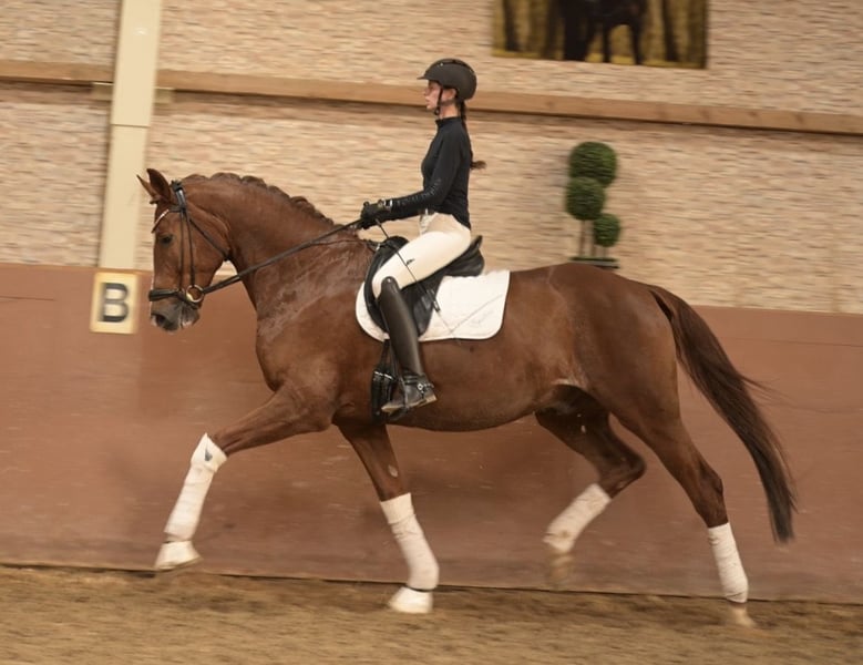 Angelina-DeVittorio-Verkaufspferd-Toblerone-6