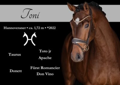 Hochveranlagter Nachwuchsstar mit top Qualität und Charakter