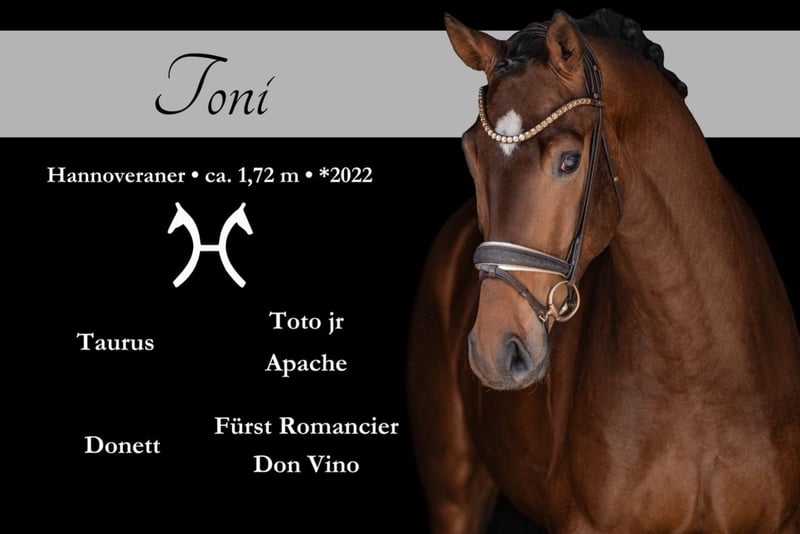 Angelina-DeVittorio-Verkaufspferd-Toni-1