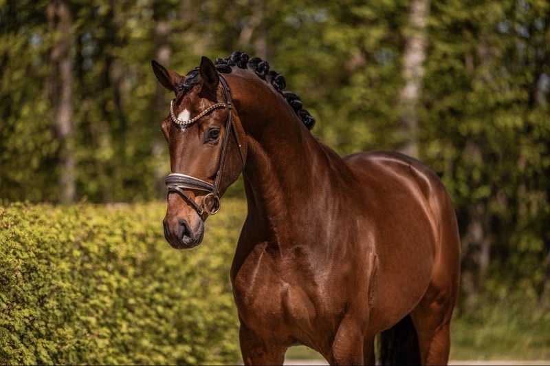 Angelina-DeVittorio-Verkaufspferd-Toni-2