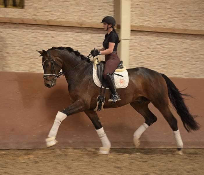 Angelina-DeVittorio-Verkaufspferd-Toni-4