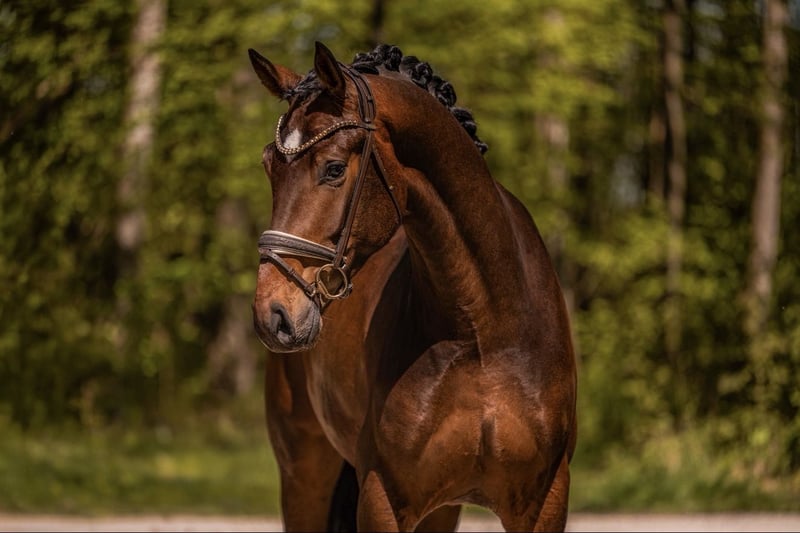 Angelina-DeVittorio-Verkaufspferd-Toni-5