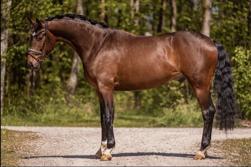 Angelina-DeVittorio-Verkaufspferd-Toni-6