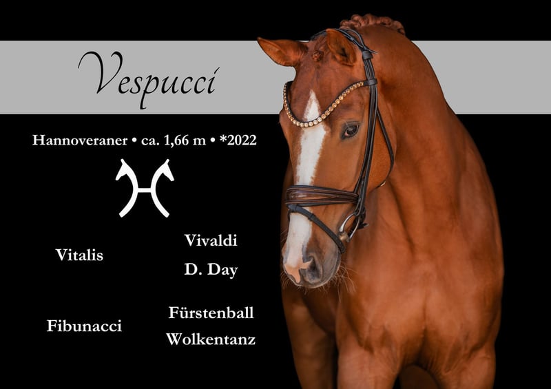 Angelina-DeVittorio-Verkaufspferd-Vespucci-1