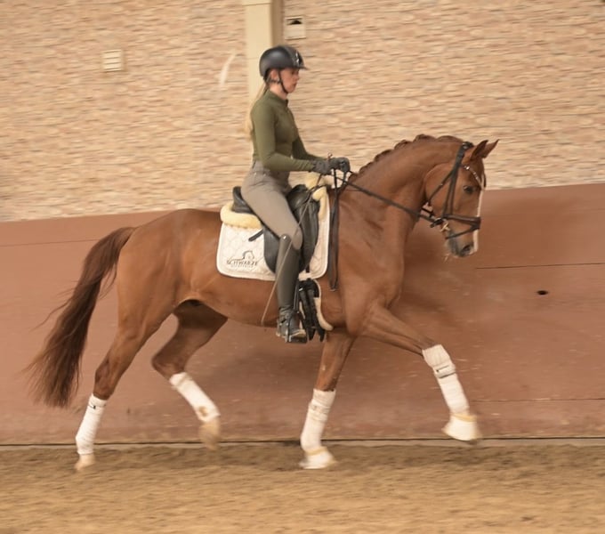 Angelina-DeVittorio-Verkaufspferd-Vespucci-5