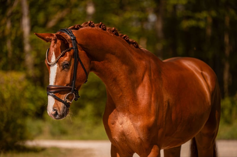 Angelina-DeVittorio-Verkaufspferd-Vespucci-6