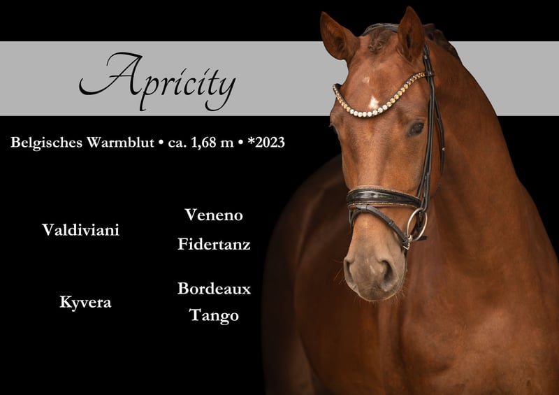 Angelina-DeVittorio-Verkaufspferd-Apricity-1