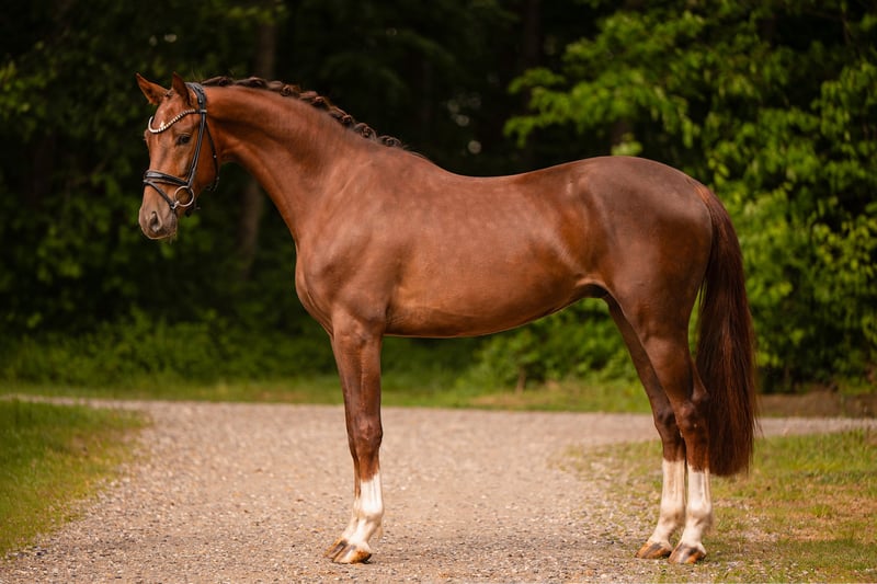 Angelina-DeVittorio-Verkaufspferd-Apricity-2