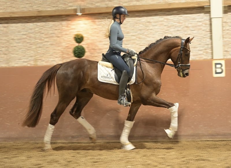 Angelina-DeVittorio-Verkaufspferd-Apricity-6