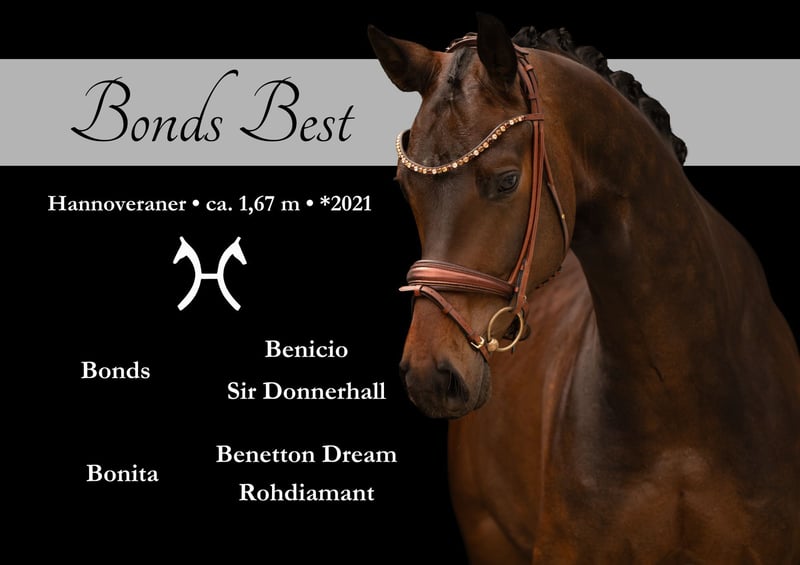 Angelina-DeVittorio-Verkaufspferd-Bonds-Best-1