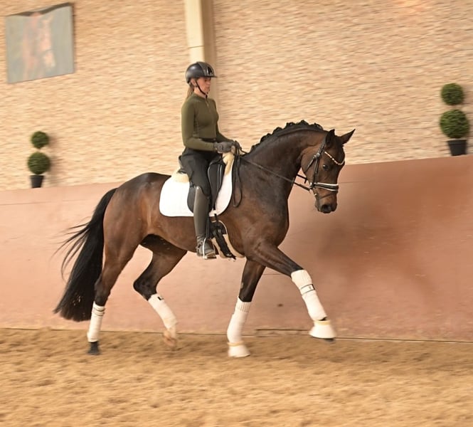Angelina-DeVittorio-Verkaufspferd-Bonds-Best-6
