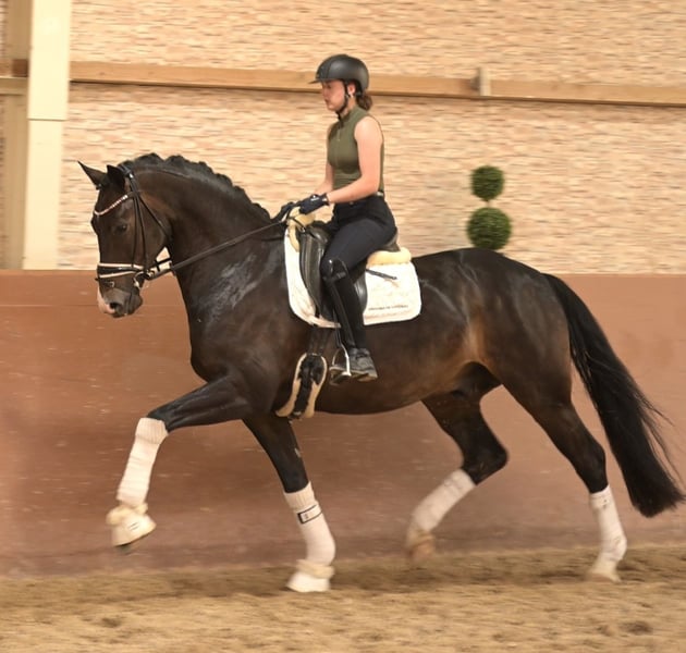 Angelina-DeVittorio-Verkaufspferd-Defido-5