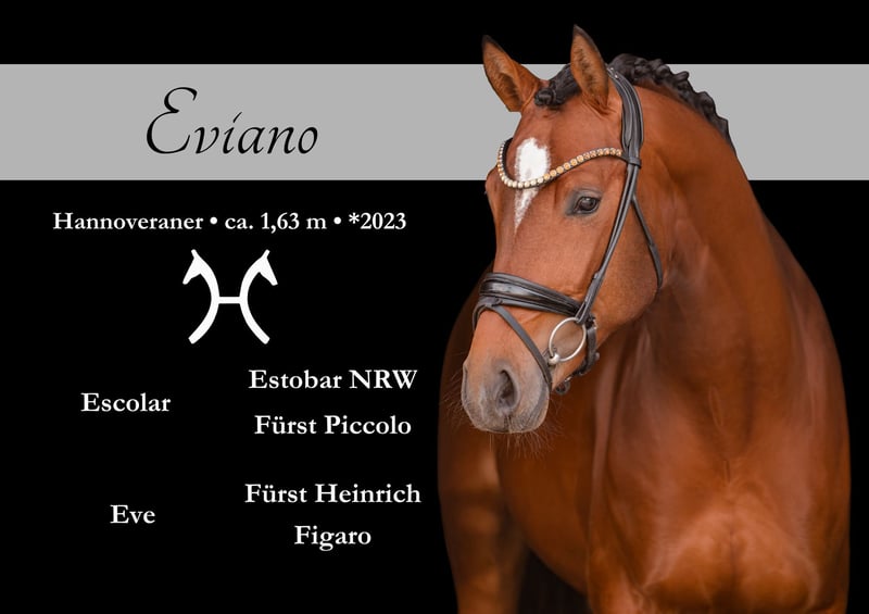 Angelina-DeVittorio-Verkaufspferd-Eviano-1