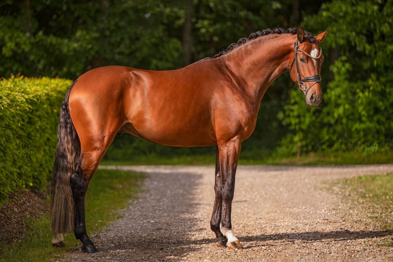 Angelina-DeVittorio-Verkaufspferd-Eviano-5
