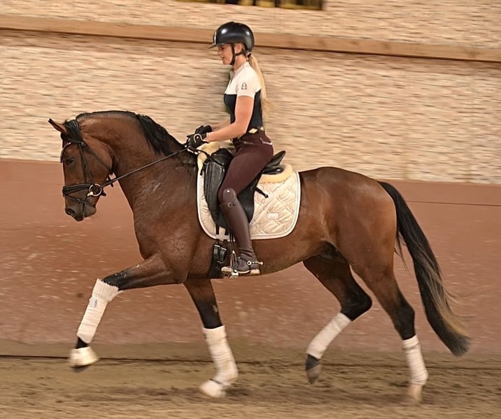 Angelina-DeVittorio-Verkaufspferd-Eviano-6