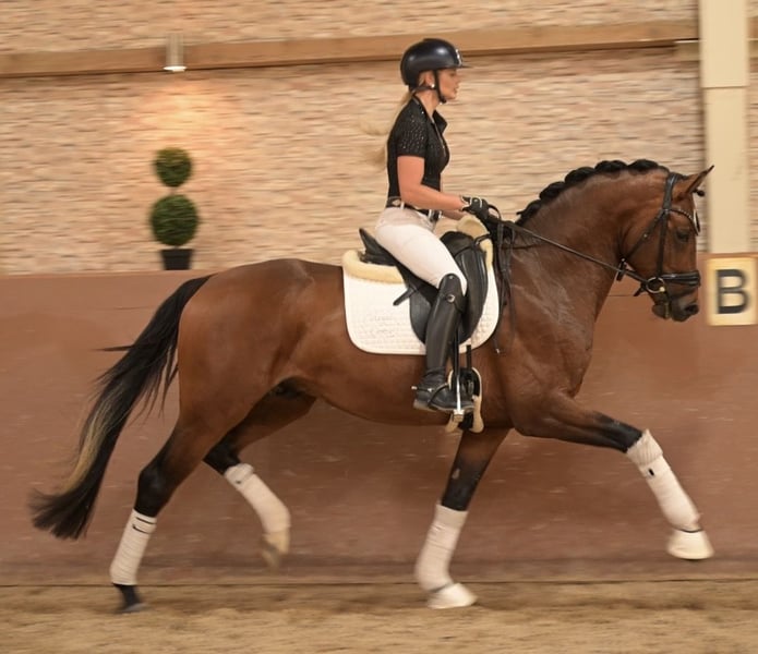 Angelina-DeVittorio-Verkaufspferd-Eviano-7