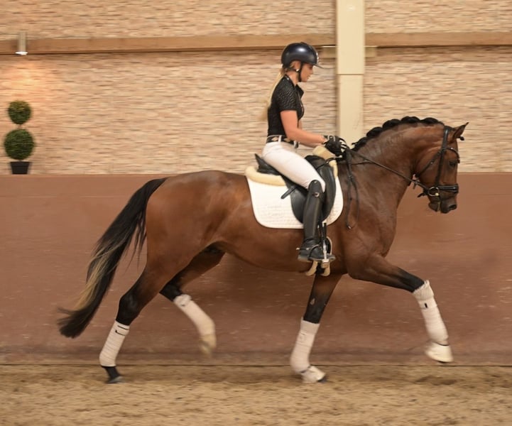 Angelina-DeVittorio-Verkaufspferd-Eviano-8