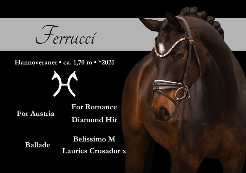Angelina-DeVittorio-Verkaufspferd-Ferrucci-1