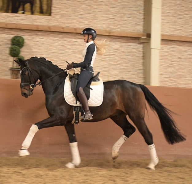 Angelina-DeVittorio-Verkaufspferd-Ferrucci-7