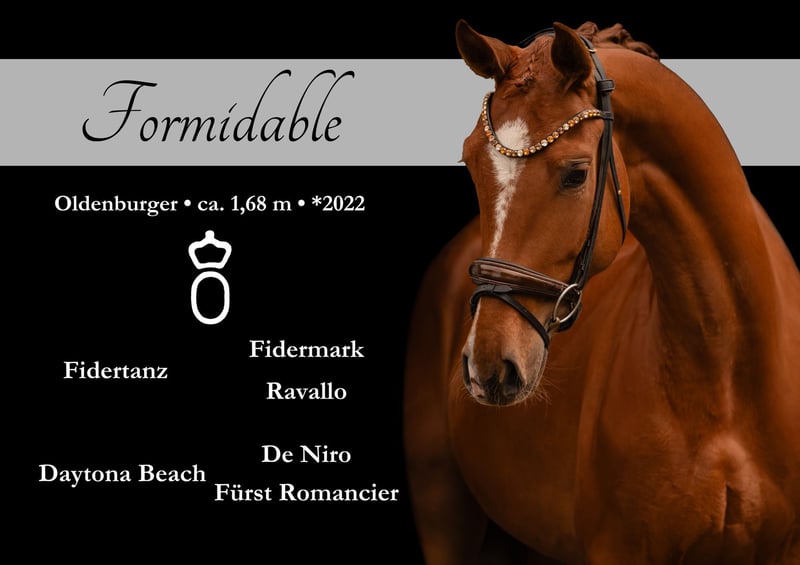 Angelina-DeVittorio-Verkaufspferd-Formidable-1